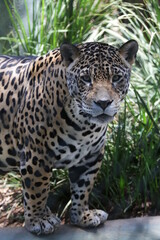 A onça-pintada ou jaguar, também conhecida como onça-preta, é uma espécie de mamífero carnívoro da família dos felídeos encontrada nas Américas. 