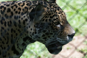 Fototapeta na wymiar A onça-pintada ou jaguar, também conhecida como onça-preta, é uma espécie de mamífero carnívoro da família dos felídeos encontrada nas Américas. 