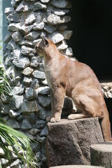 Onça parda na pedra.