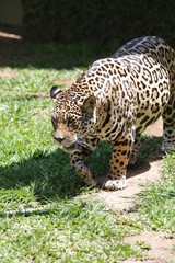 A onça-pintada ou jaguar, também conhecida como onça-preta, é uma espécie de mamífero carnívoro da família dos felídeos encontrada nas Américas. 