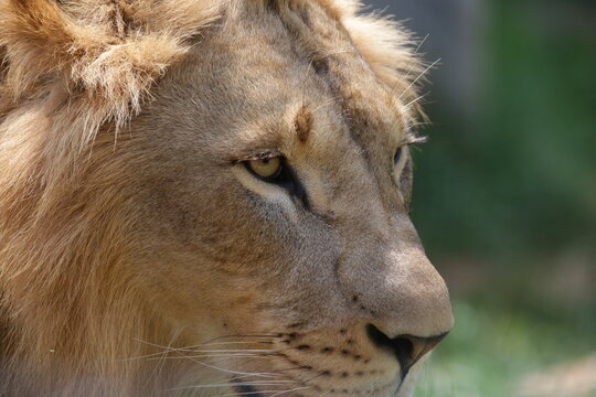 Rosto de um leão na tela com olhar sereno.