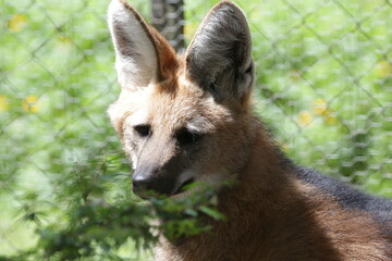 Rosto de um Lobo guara na selva.