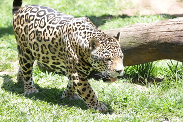 A onça-pintada ou jaguar, também conhecida como onça-preta, é uma espécie de mamífero carnívoro da família dos felídeos encontrada nas Américas. 