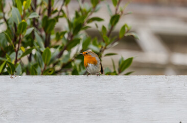Robin Sitting On Fence