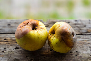 Two ugly rotten apples. Unprocessed fruits. Natural farming. Close up. Blurred background.