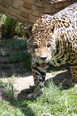 A onça-pintada ou jaguar, também conhecida como onça-preta, é uma espécie de mamífero carnívoro da família dos felídeos encontrada nas Américas. 