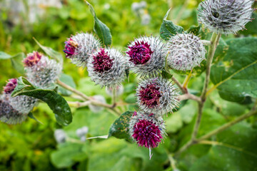 Woolly Burdock - Arctium Tomentosum - close-up view, Haute Savoie, France