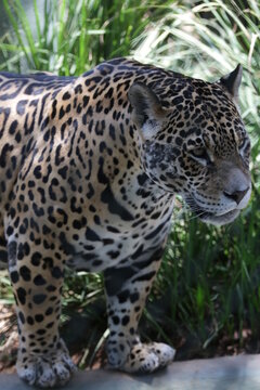 A onça-pintada ou jaguar, também conhecida como onça-preta, é uma espécie de mamífero carnívoro da família dos felídeos encontrada nas Américas. 