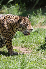 A onça-pintada ou jaguar, também conhecida como onça-preta, é uma espécie de mamífero carnívoro da família dos felídeos encontrada nas Américas. 