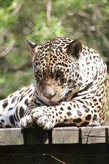 A onça-pintada ou jaguar, também conhecida como onça-preta, é uma espécie de mamífero carnívoro da família dos felídeos encontrada nas Américas. 