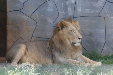 O leão é uma espécie de mamífero carnívoro do gênero Panthera e da família Felidae. A espécie é atualmente encontrada na África. © Luis Lima Jr