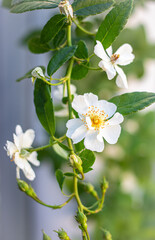 Beautiful of blooming small white rose flowers on branch in the garden, selective focus. Natural background.