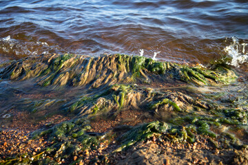 Fototapeta na wymiar There are a lot of green algae on the seashore. Blooming water in the ocean. Dirty beach.
