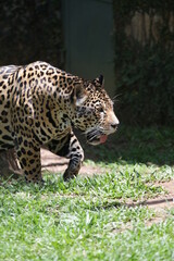 A onça-pintada ou jaguar, também conhecida como onça-preta, é uma espécie de mamífero carnívoro da família dos felídeos encontrada nas Américas. 