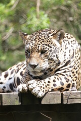 A onça-pintada ou jaguar, também conhecida como onça-preta, é uma espécie de mamífero carnívoro da família dos felídeos encontrada nas Américas. 