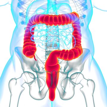 Large Intestine 3D Illustration Human Digestive System Anatomy