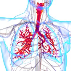 Lungs Human Respiratory System Anatomy For Medical Concept 3D Rendering