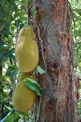 Sweet Jack fruit on tree (artocarpus heterophyllus), tropical fruit sweet and aromatic, botanical...