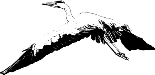 Flying gray heron