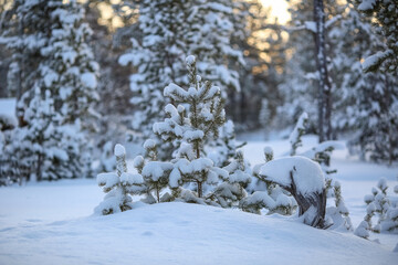 Fototapeta na wymiar Snowy forest