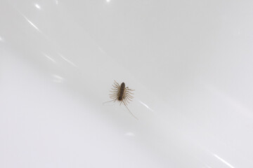 Wood lice with elongated body and many legs on white shining glistening surface of bath in...