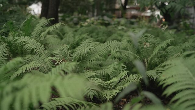 thickets of forest fern. High quality FullHD footage