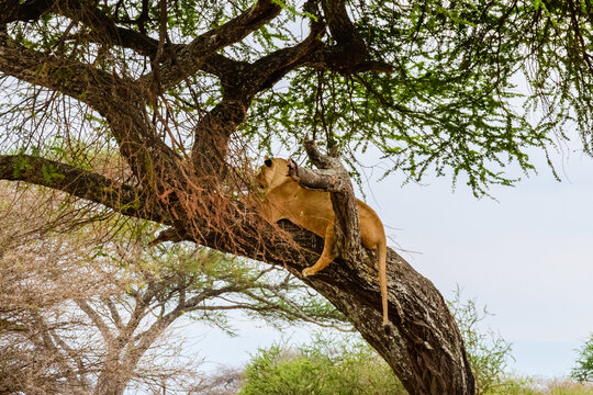 Young lioness lying on a tree at Tarangire national park, Tanzania. Wildlife photo