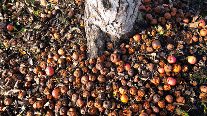 Rotten apples among dry leaves. Organic food waste.