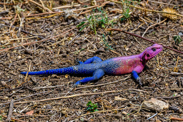Mwanza flat-headed rock agama or the Spider-Man agama (Agama mwanzae) at Serengeti national park, Tanzania. Wildlife photo