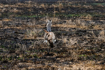 Kori bustard (Ardeotis kori) at the Serengeti national park, Tanzania. Wildlife photo