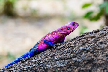 Mwanza flat-headed rock agama or the Spider-Man agama (Agama mwanzae) at Serengeti national park,...