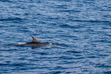 Delpfin Ausflug am Meer, delphine schwimmen und springen im meer umher. 