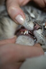   a person holding a cat with its mouth open, revealing its teeth The person's hands are gently...