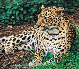 Portrait of a female Amur Leopard.