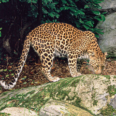 A female Amur Leopard sniffing her territory.