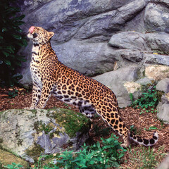 Fototapeta na wymiar A female Amur Leopard licking her lips.