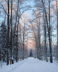 empty countryside route in winter forest on sunny day. scenic landscape way.