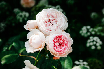 Beautiful and delicate roses on a green background. Perfect flowers in the garden.