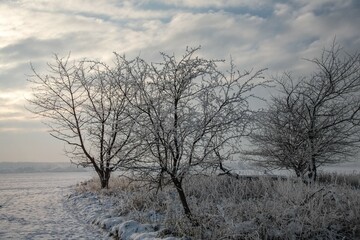 trees in winter on a frosty day, the village is far away