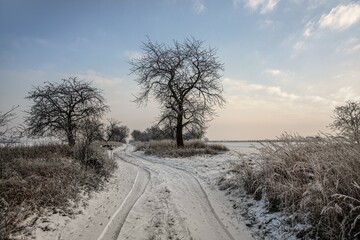 Obraz na płótnie Canvas landscape winter day, rural road