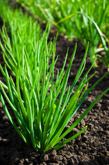 young green onions grow on a bed in a row, vegetable garden, agriculture. High quality photo