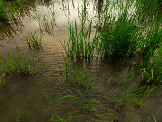 canales de riego en cultivo de arroz 