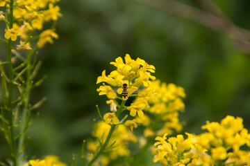 Bee on a Yellow Flower