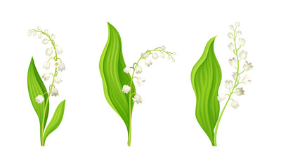 Fototapeta Lily of the Valley with Pendent Bell-shaped White Flowers Vector Set obraz
