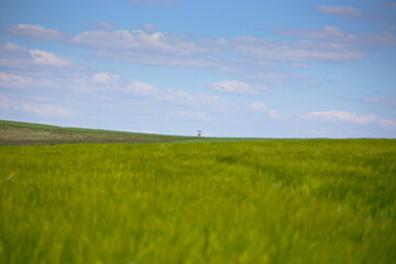 Wiesen Natur Landschaft Landwirtschaft nachhaltig Biosphäre Frühling Sommer grün grüne Wiesen Himmel blauer Himmel 