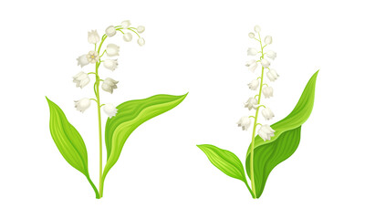 Lily of the Valley with Pendent Bell-shaped White Flowers Vector Set