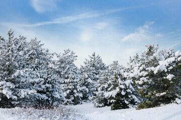 Beautiful winter forest. The pine trees are covered with fluffy snow. Wonderful winter day in the pine forest. Blue sky over the pine trees.