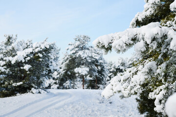 Wonderful winter day in the pine forest. Forest road in winter forest.