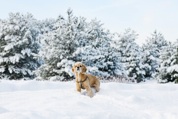 American cocker spaniel in winter forest. Pine forest in the background.