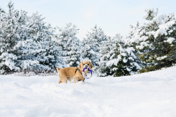 Spaniel in the winter forest with a puller.